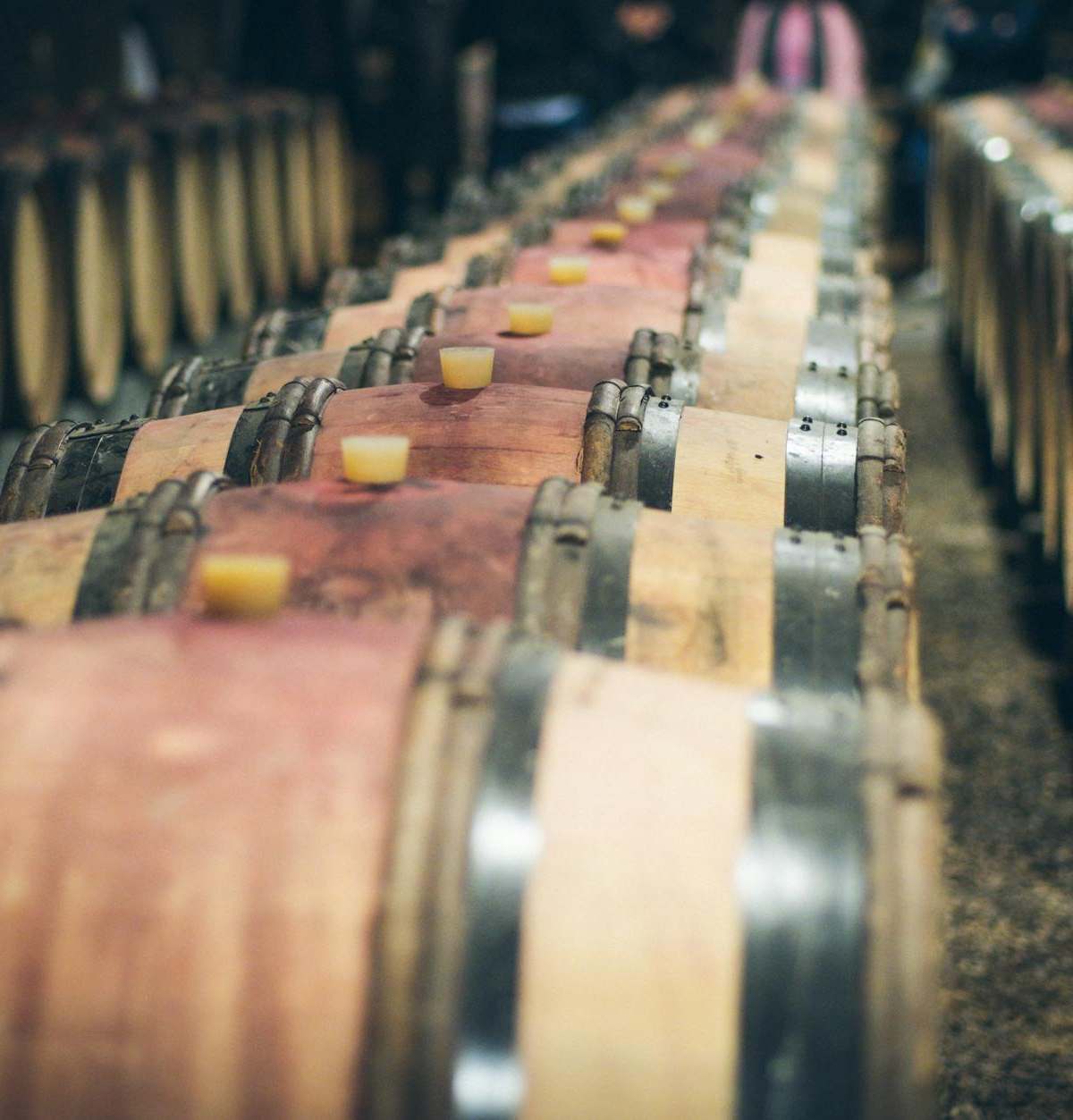 Close-up view of aligned wooden wine barrels aging in a dimly lit cellar.