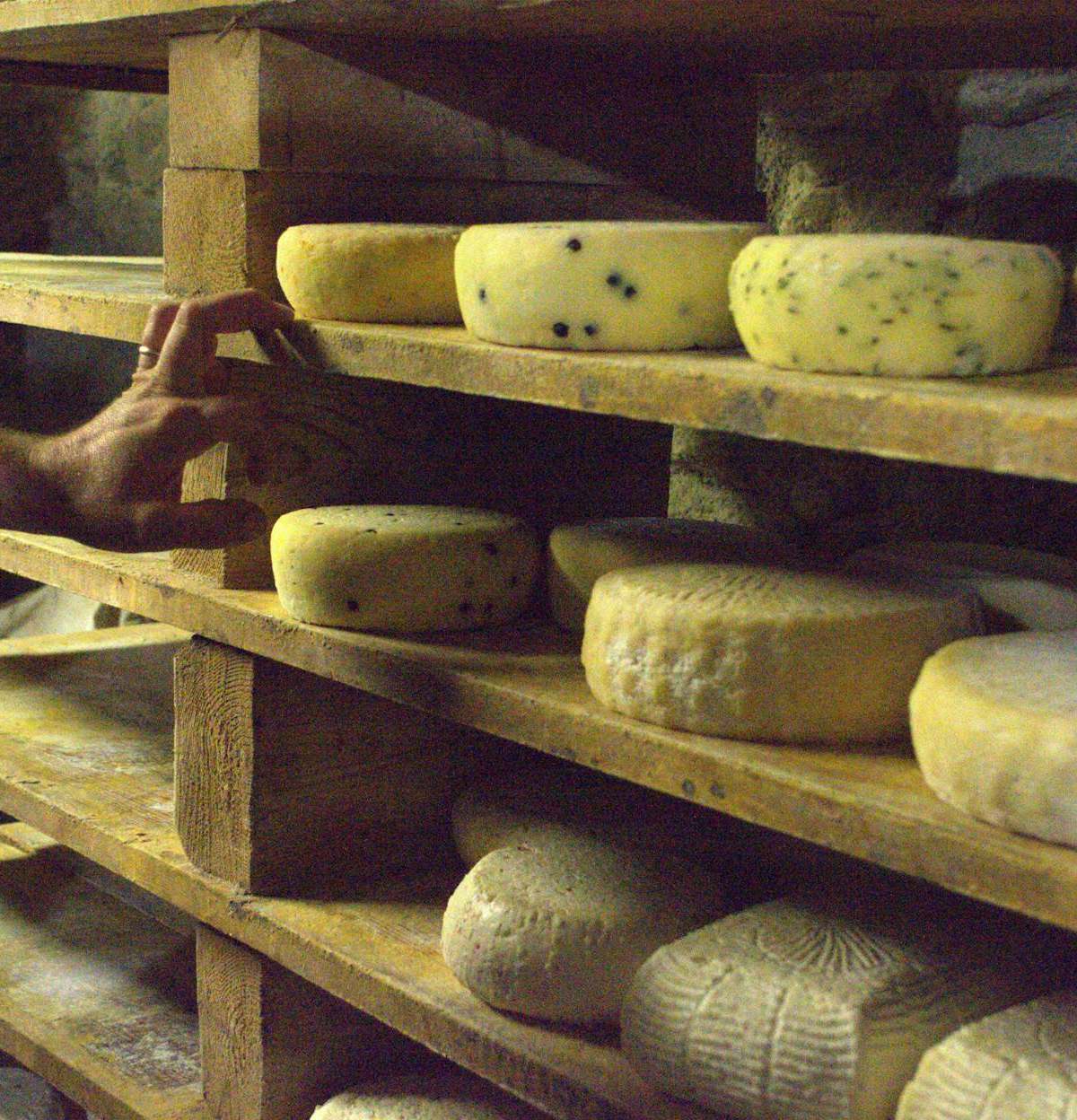 Close-up of various artisanal cheeses maturing on wooden shelves in Usseaux, Italy.