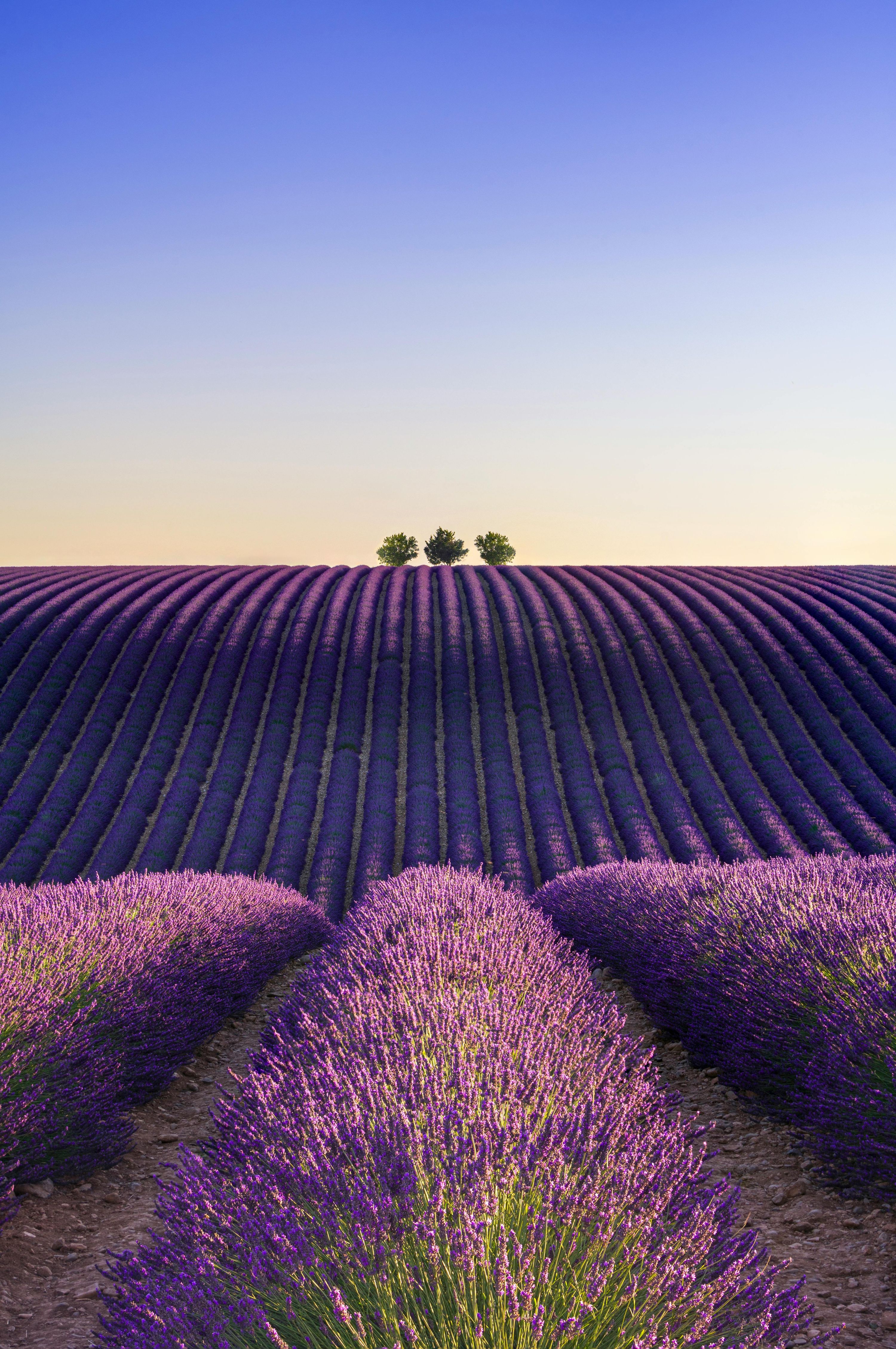 Stunning lavender fields in Valensole at golden sunset, Provence, France