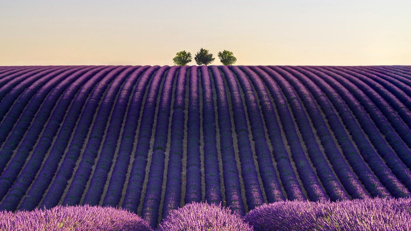 Stunning lavender fields in Valensole at golden sunset, Provence, France
